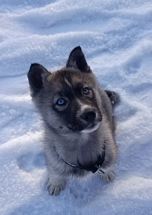 Цуценята хаскі КСУ — маленькі вовченятка, агуті 4
