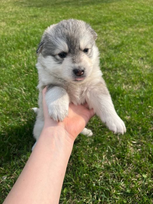 Цуценята хаскі — три хлопчики і дві дівчинки