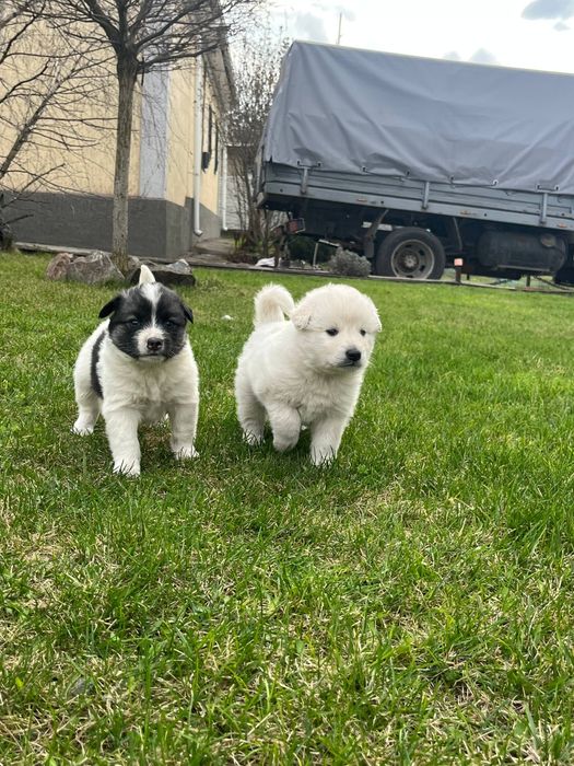 Цуценята хаскі — три хлопчики і дві дівчинки 2