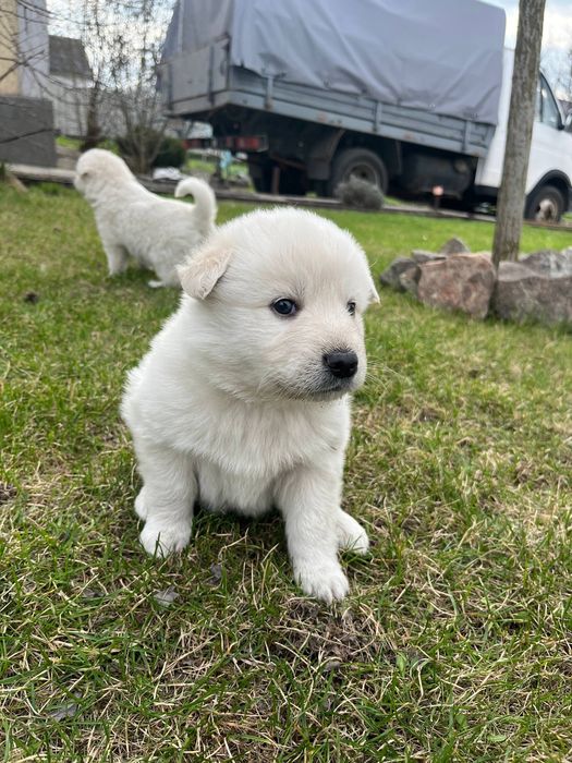 Цуценята хаскі — три хлопчики і дві дівчинки 4