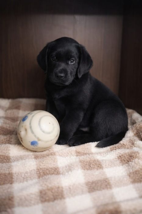 Цуценята лабрадора, документи КСУ, чіп 3