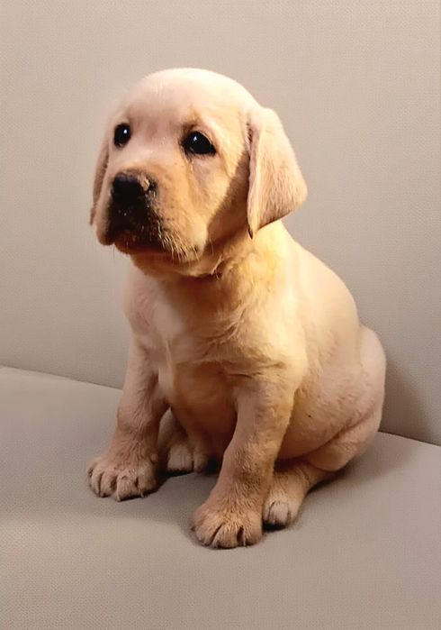 Цуценята лабрадора, документи КСУ, чіп 4