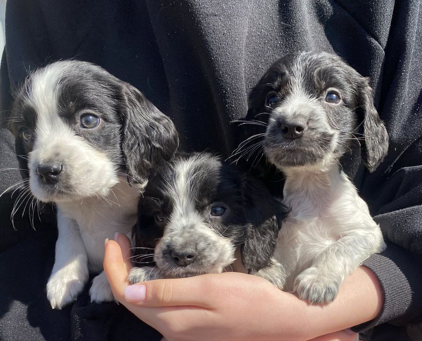 Цуценята спанієля, хвостики купіровані