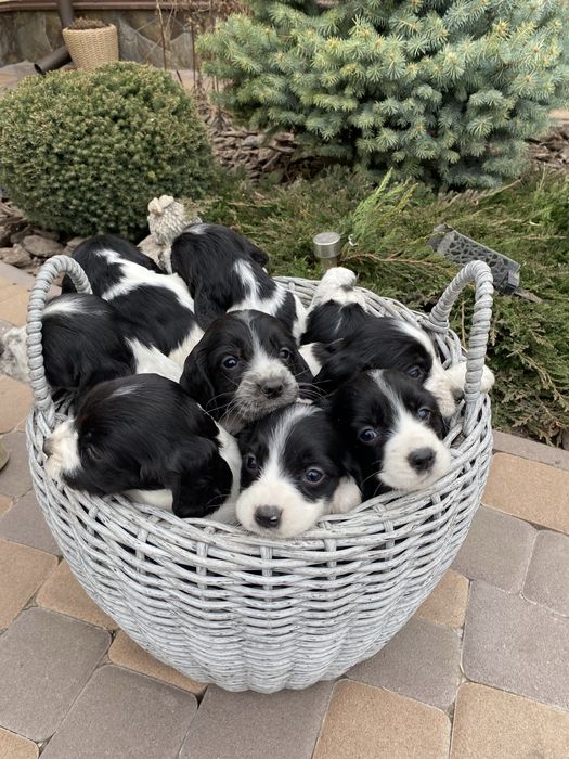 Цуценята спанієля, хвостики купіровані 2