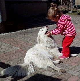 Цуценята Української Карпатської Вівчарки