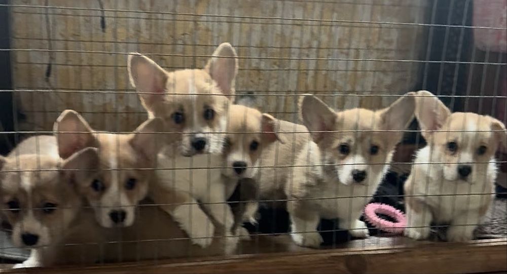 Вельш Коргі Пемброк 3