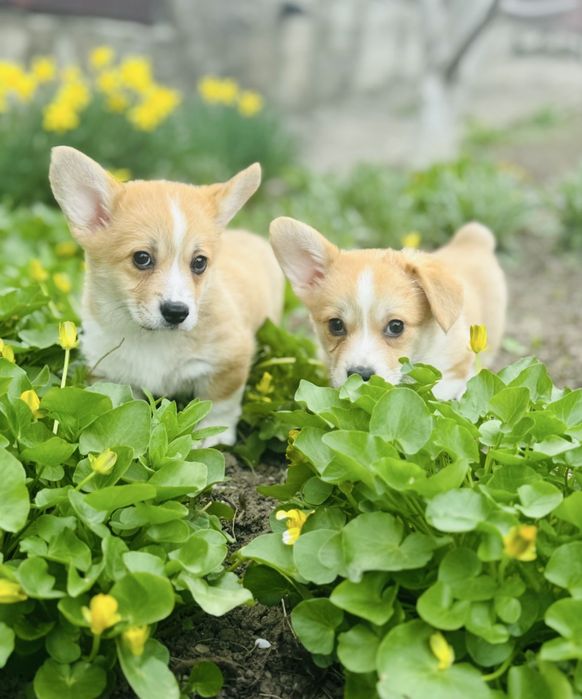 Вельш Коргі Пемброк 4