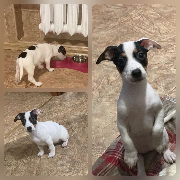 Віддам в хороші руки дівчинку джек-рассела 3