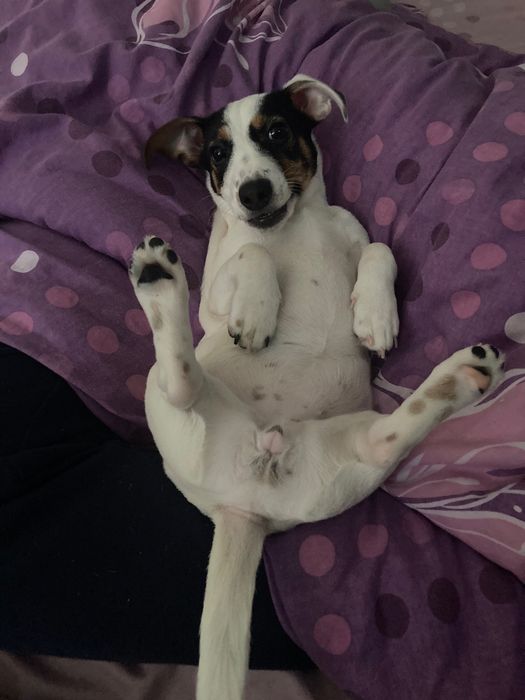 Віддам в хороші руки дівчинку джек-рассела 4