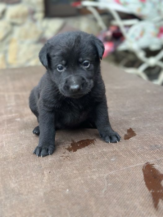 Віддам цуценя в добрі руки — метис вівчарки та лабрадора 2