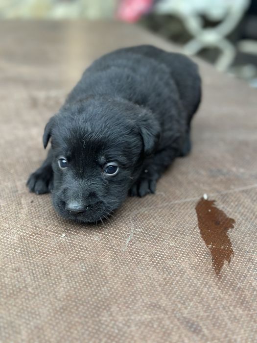Віддам цуценя в добрі руки — метис вівчарки та лабрадора 4