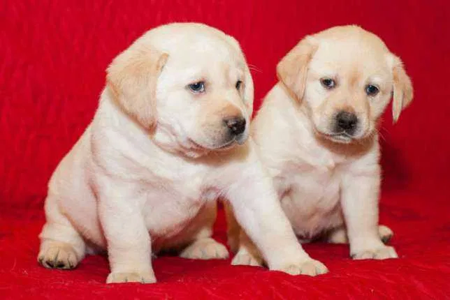 Високопородні цуценята лабрадорчики