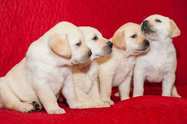 Високопородні цуценята лабрадорчики 3