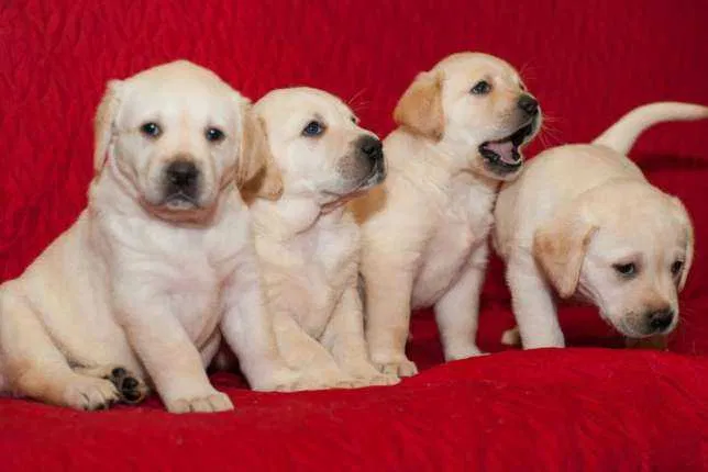 Високопородні цуценята лабрадорчики 4