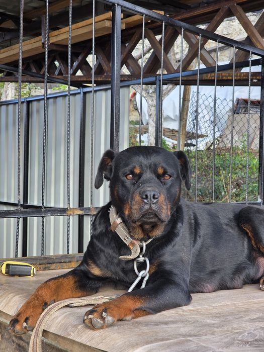 Вольєр для собаки — виготовлення за розмірами 4