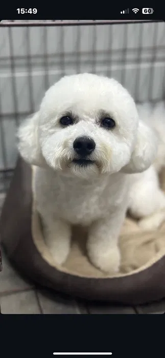 Бішон фрізе — в'язка