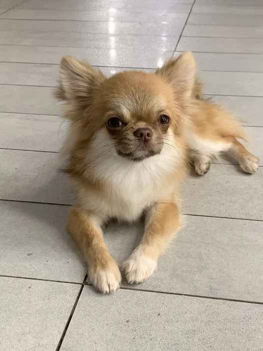 Чихуахуа довгошерстий КСУ запрошує на в'язку