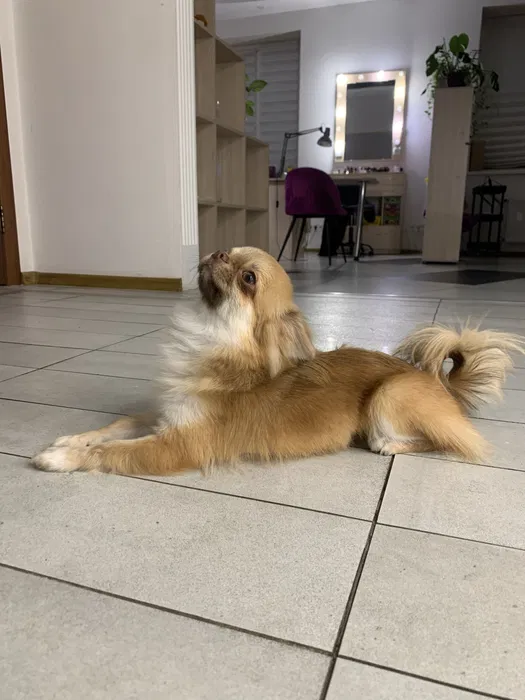 Чихуахуа довгошерстий КСУ запрошує на в'язку 3