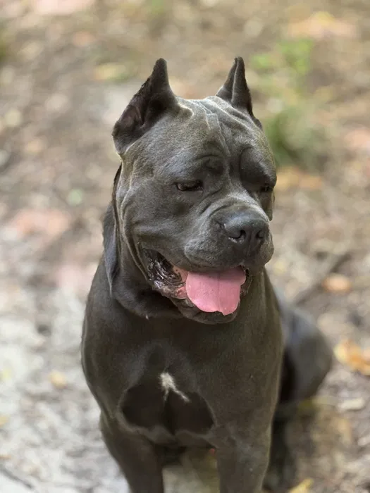 Кане корсо — в'язка 3