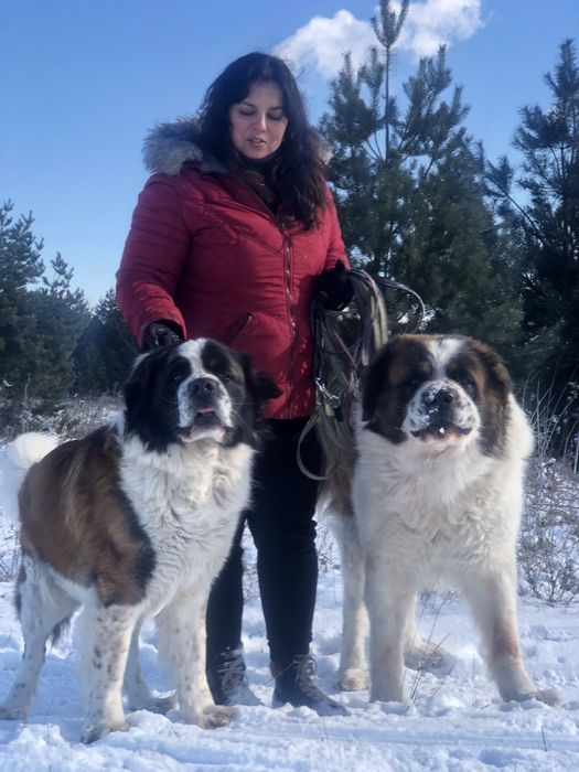 Московська сторожова — племінні кобелі, в'язка