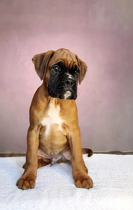 Рудий перспективний хлопчик німецького боксера — виїзна в'язка