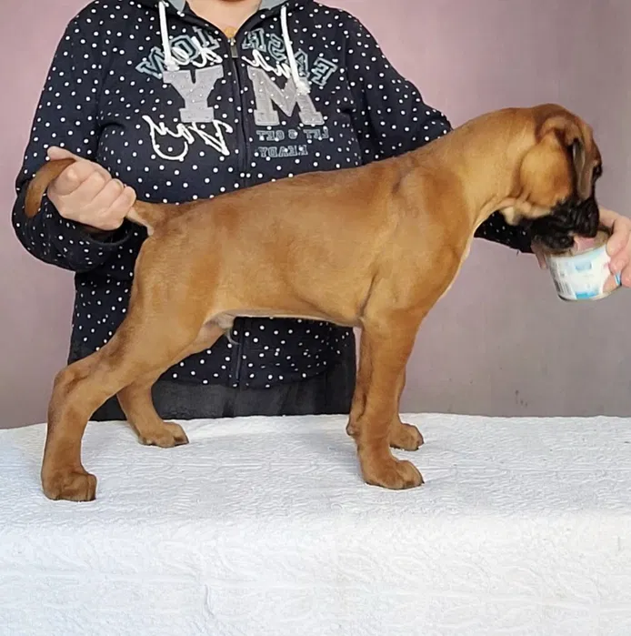 Рудий перспективний хлопчик німецького боксера — виїзна в'язка 2