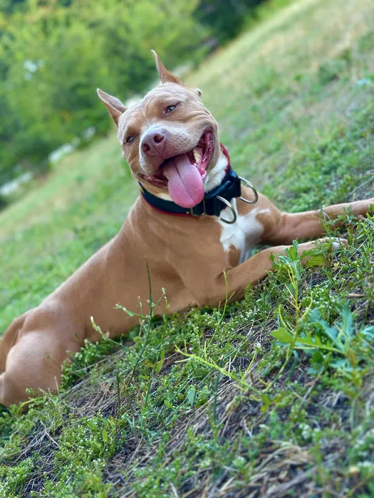 В'язка — американський пітбуль, Кривий Ріг, є ген. тести