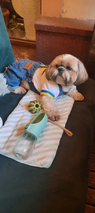 Хлопчик ши-тцу бажає познайомитися з дівчинкою для в'язки 2