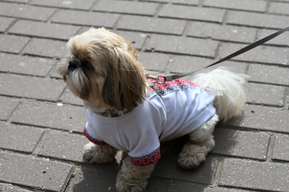 Хлопчик ши-тцу бажає познайомитися з дівчинкою для в'язки 3