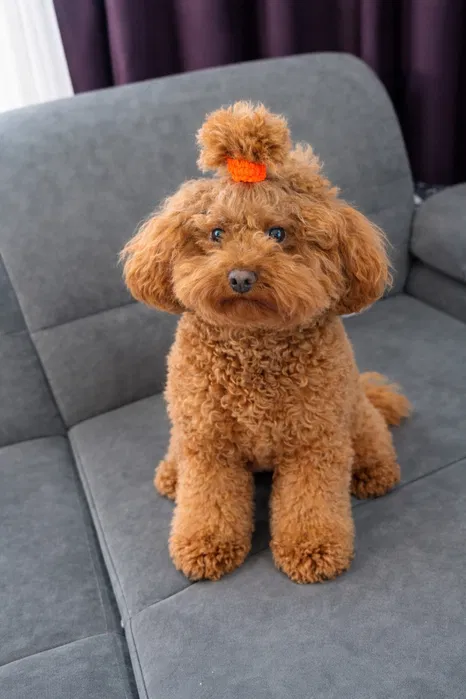 В'язка той-пуделя