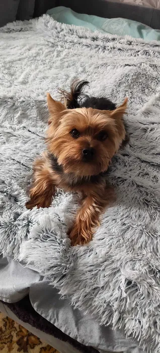 ЗЛУЧКА — хлопчик Йорк стандарт шукає дівчинку