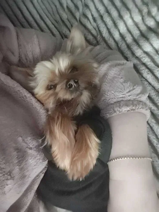 ЗЛУЧКА — хлопчик Йорк стандарт шукає дівчинку 2