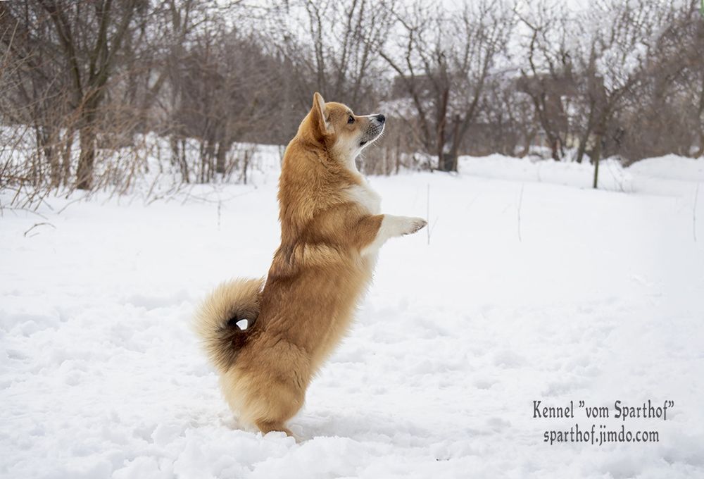 Запальні дівчатка коргі 3