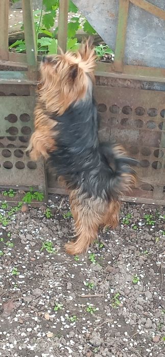 Загубився пес породи йоркширський тер'єр — Черкаси