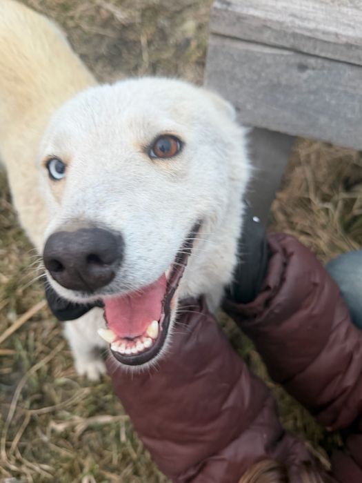 Знайдено хаскі / лайку — дівчинка, Братське
