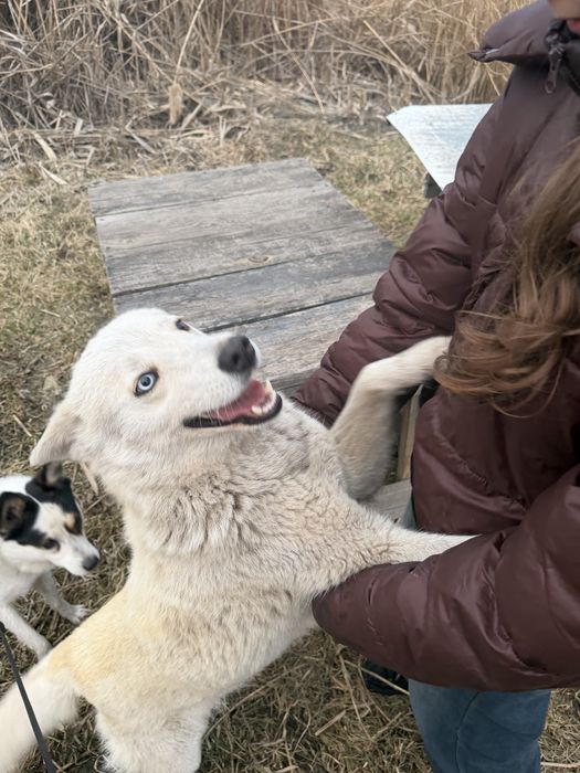 Знайдено хаскі / лайку — дівчинка, Братське 2