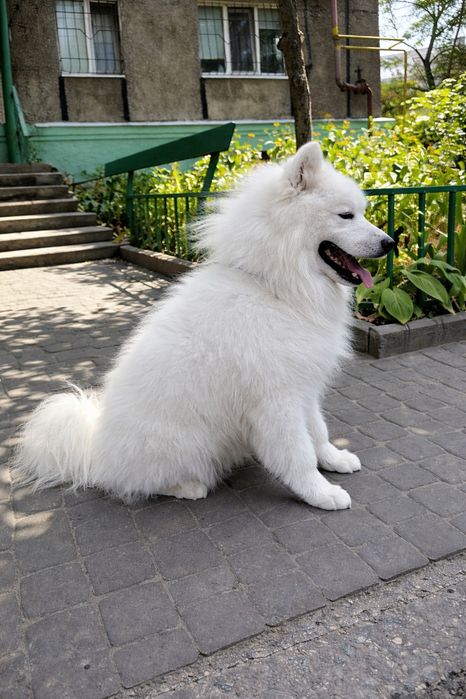 Знайдено собаку породи самоїд — Дніпро