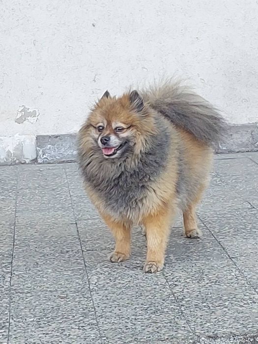 Знайдено шпіца — Київ, Червоний Хутір