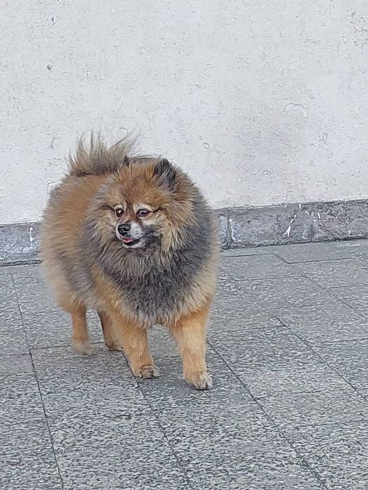 Знайдено шпіца — Київ, Червоний Хутір 2