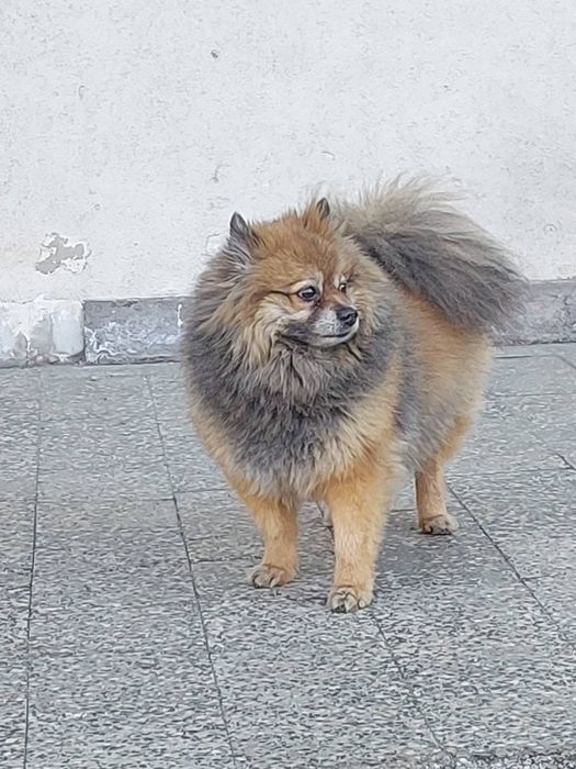 Знайдено шпіца — Київ, Червоний Хутір 3