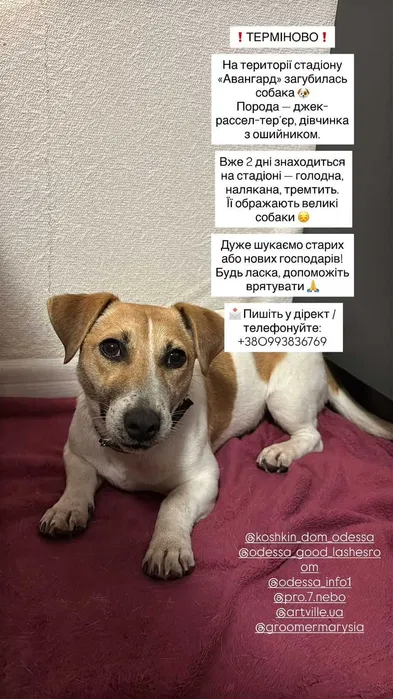 Знайдена собака — Джек Рассел, Авангард біля Одеси