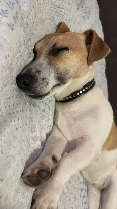 Знайдена собака — Джек Рассел, Авангард біля Одеси 3