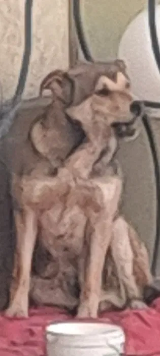 Знайдено молодого пса — Кам'янське 3