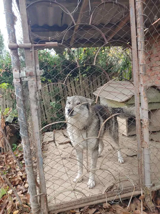 Знайдено собаку — Монастириська, Тернопільська обл.