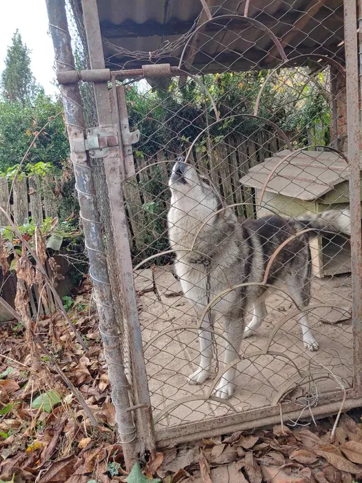 Знайдено собаку — Монастириська, Тернопільська обл. 2