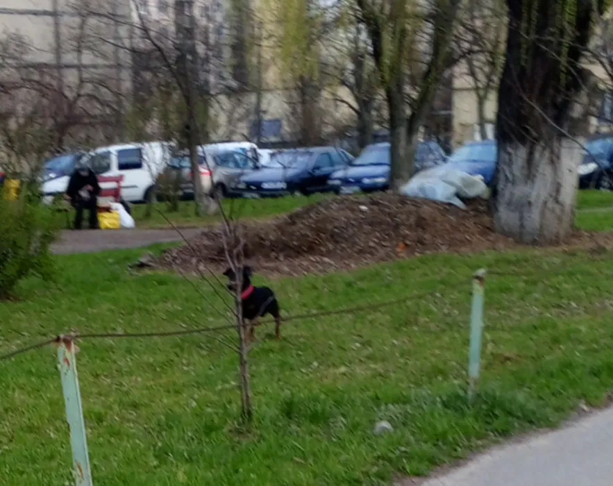 Знайдено собаку на Оболоні — Київ