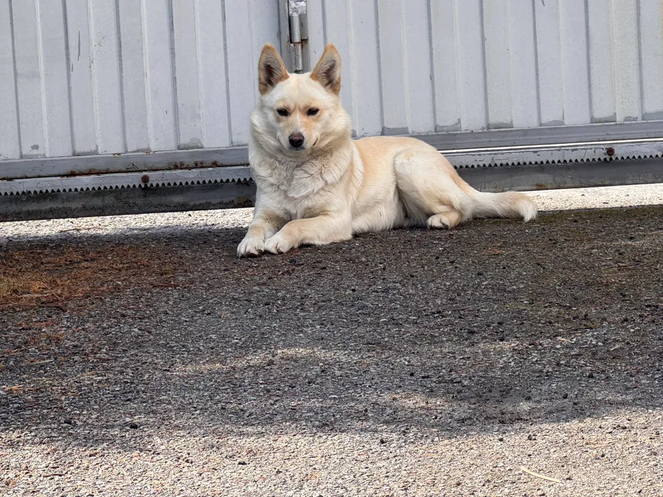 Знайдено собаку, с. Дзвінкове