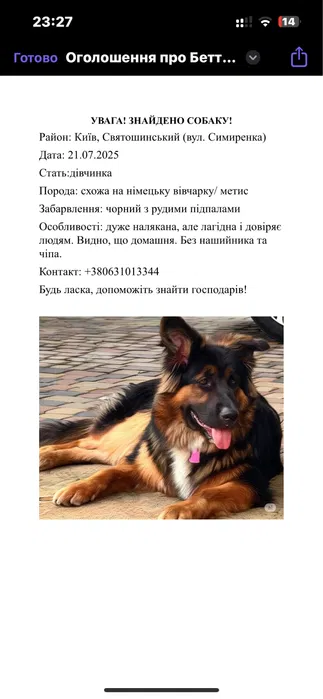 Знайдено собаку, дуже схожа на вівчарку — Київ