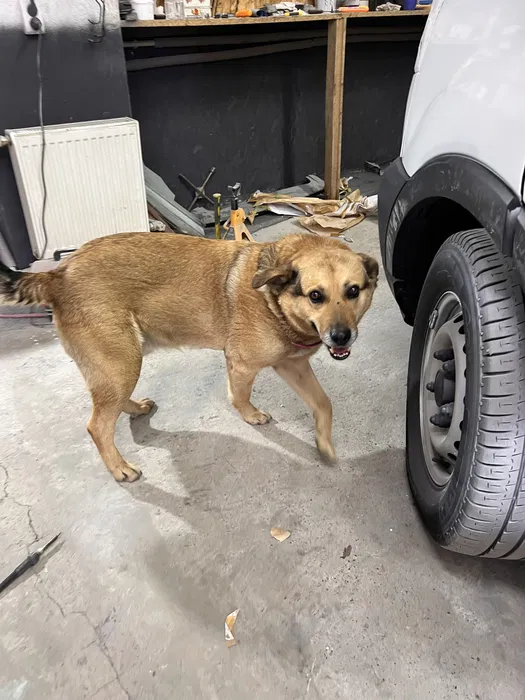 Знайшли собаку на Автобазівській — Полтава