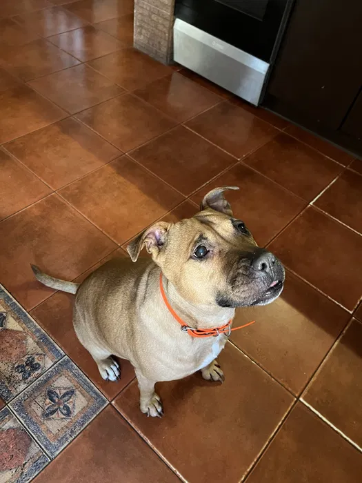 Знайшли собаку — Софіївська Борщагівка